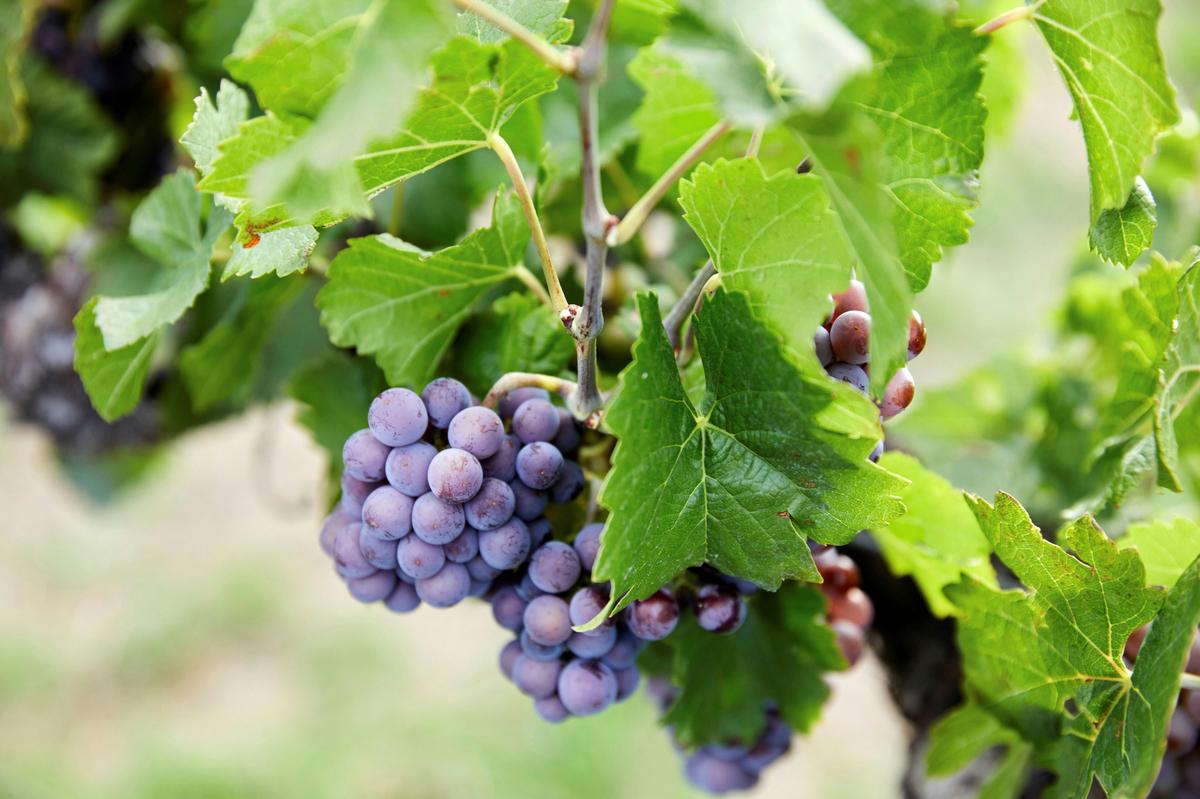 Grapes