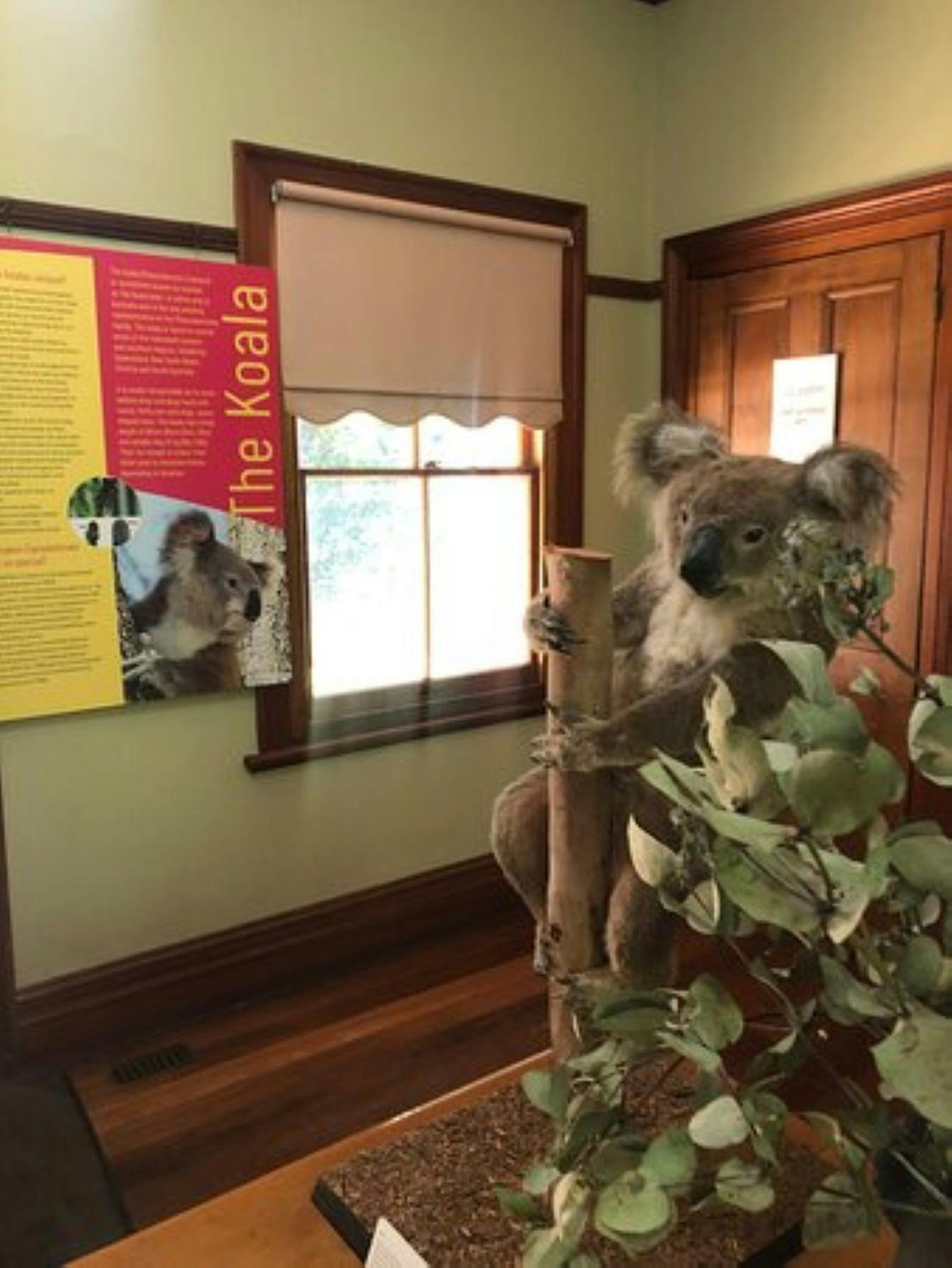 Koala