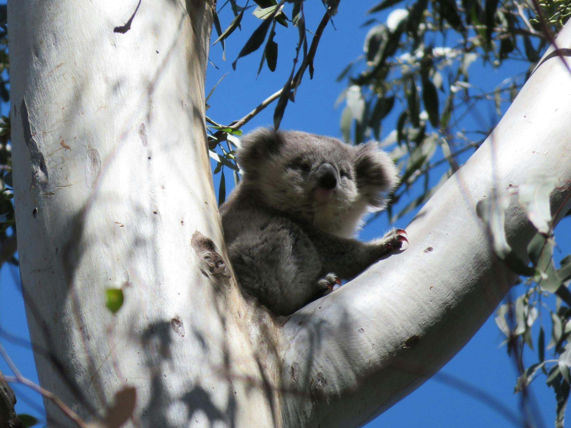 Koalatown Display Room at the Campbelltown Visitor Information Centre