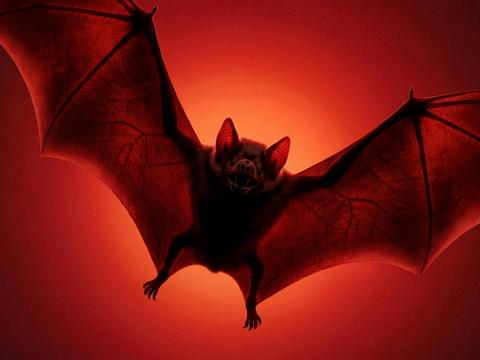 Bloodsuckers: Nature's Vampires