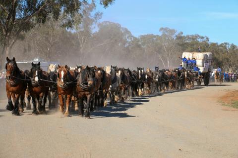 Barellan Working Clydesdales Good Old Days Festival