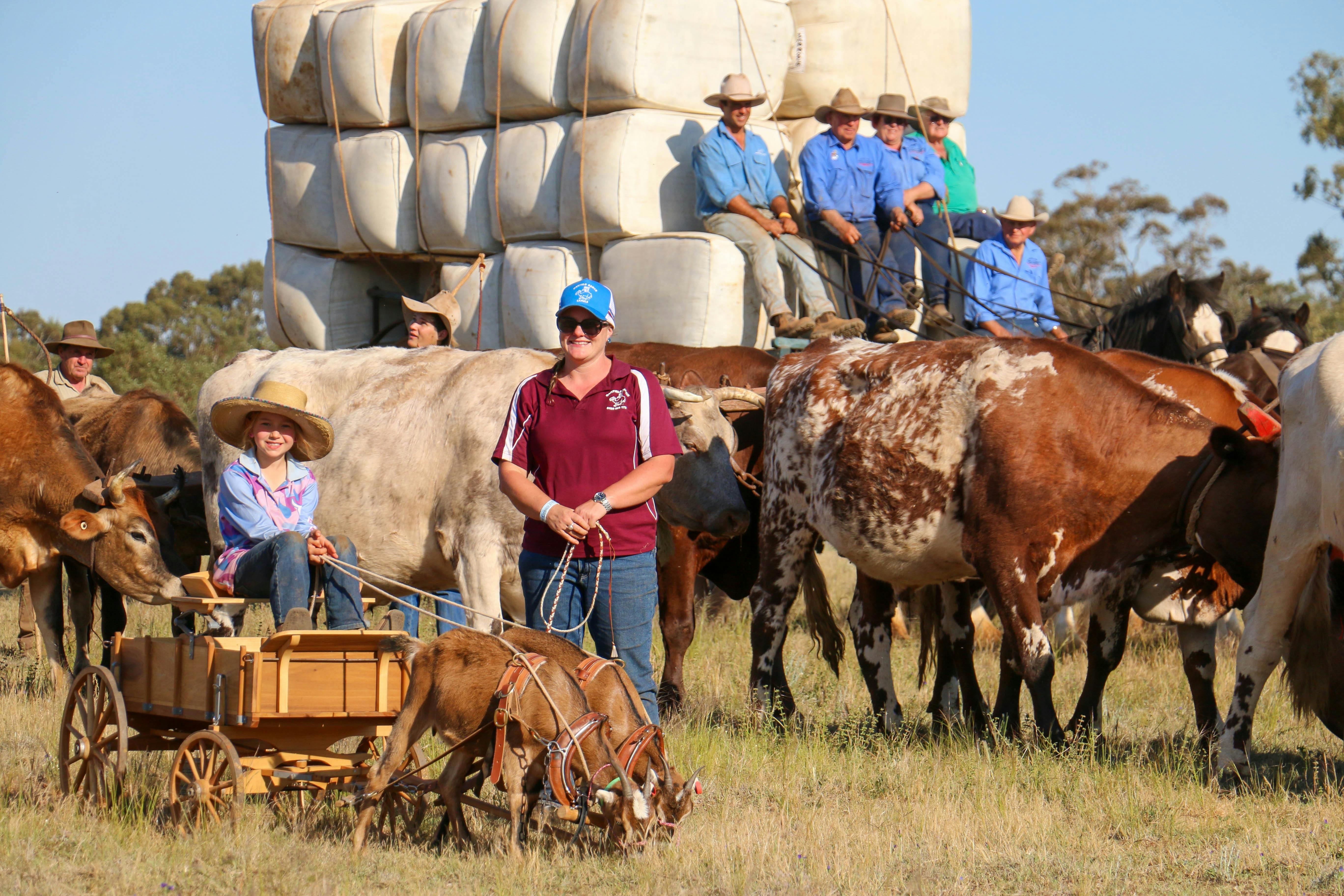 The Tribute to the Teams parade features from goats to bullocks, camels, donkeys , mules and horses.