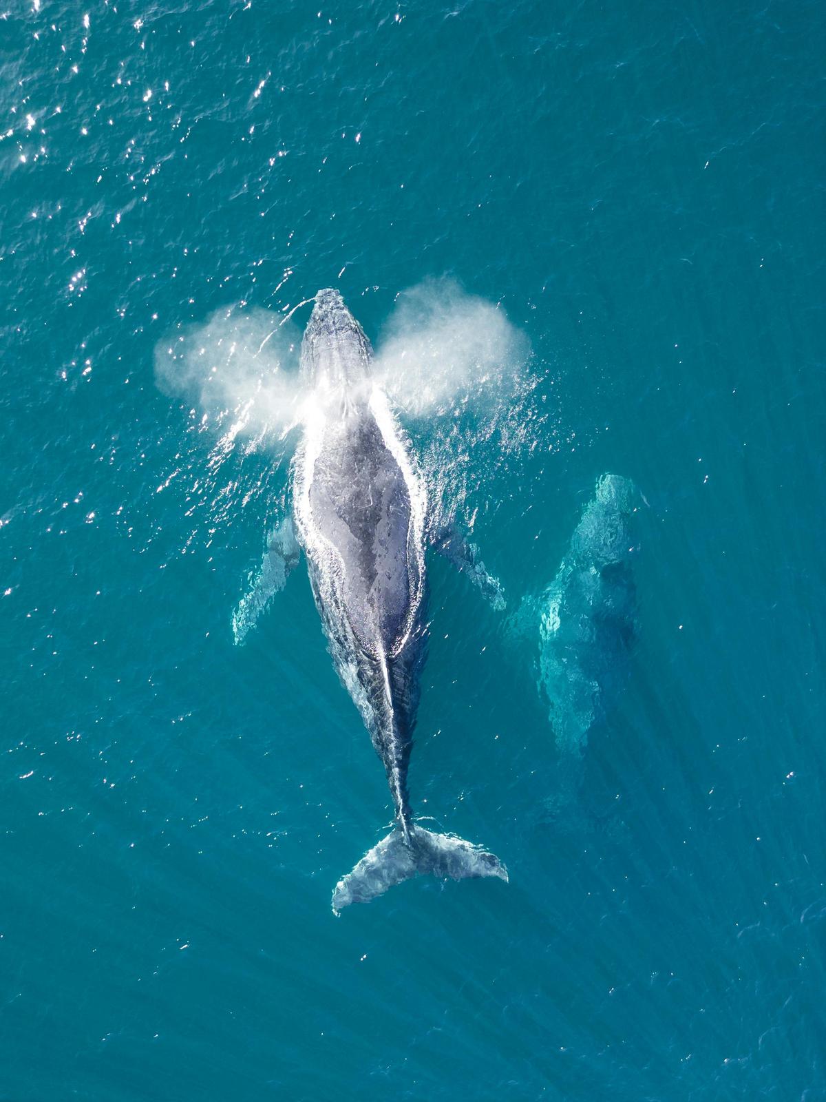 Ballina Byron Marine Adventures