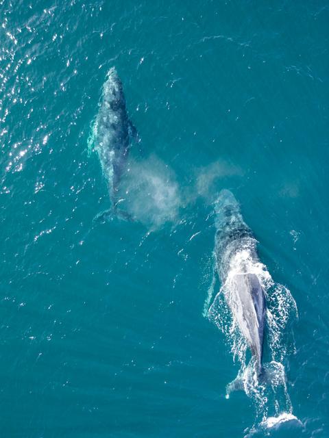 Whale Watchin Ballina Departure