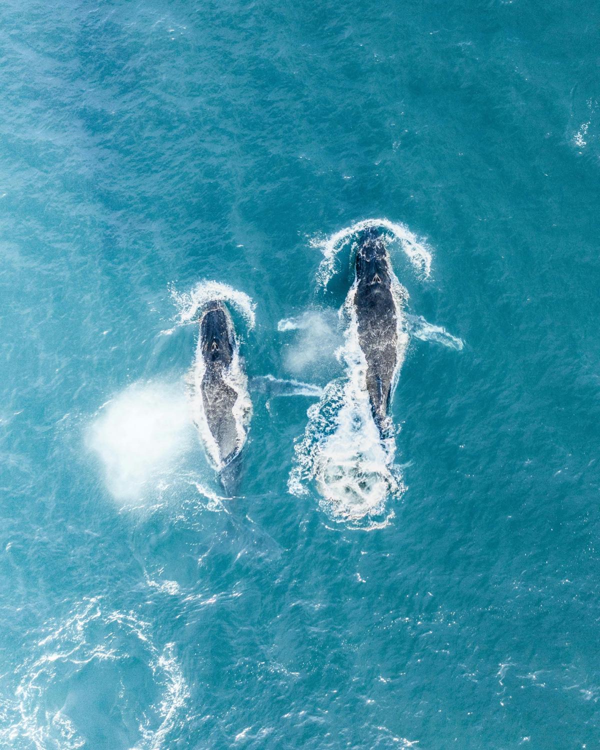 Ballina Byron Marine Adventures