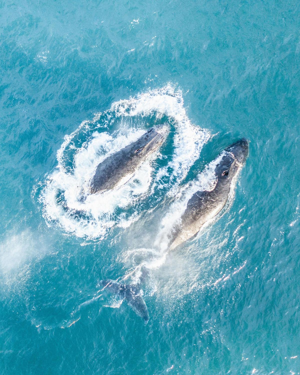 Ballina Byron Marine Adventures