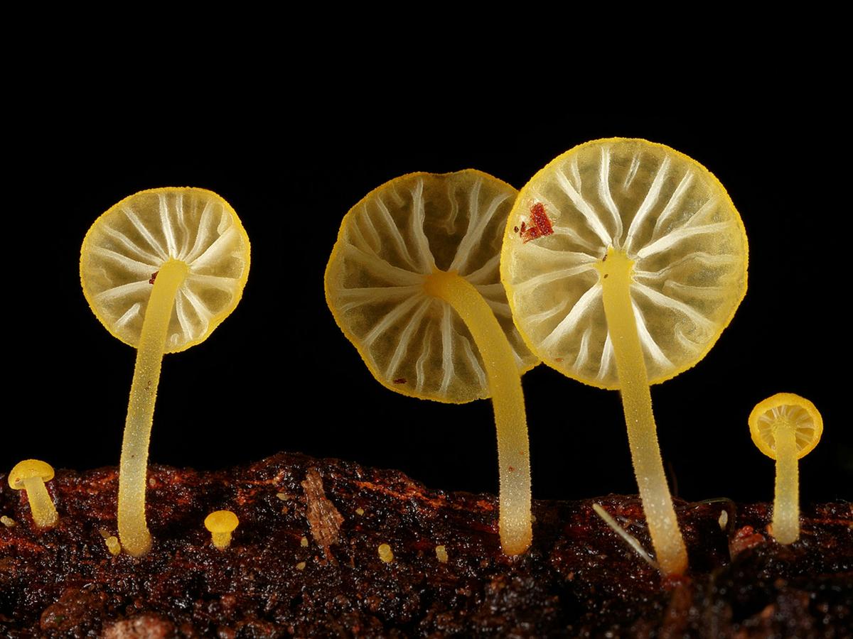 Fungi