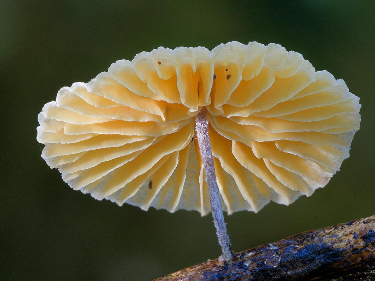 Fungi