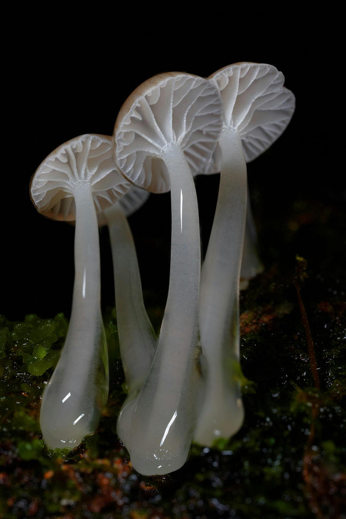 Fungi