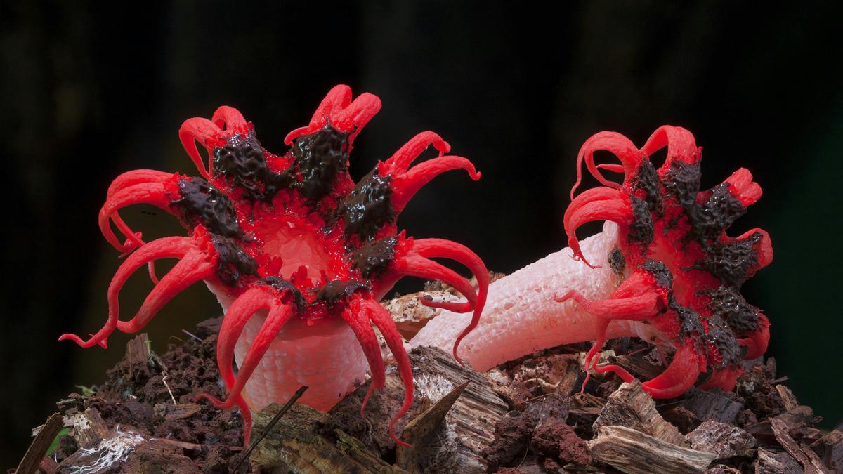 Fungi