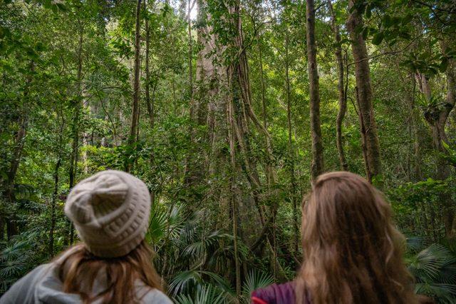 Minnamurra Rainforest Centre: Budderoo National Park