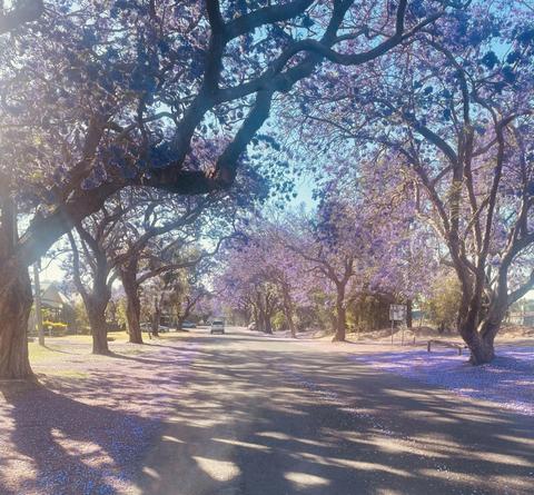 Jacaranda Festival