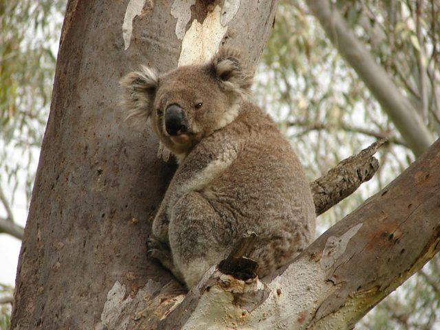 Koala Spotting Narrandera