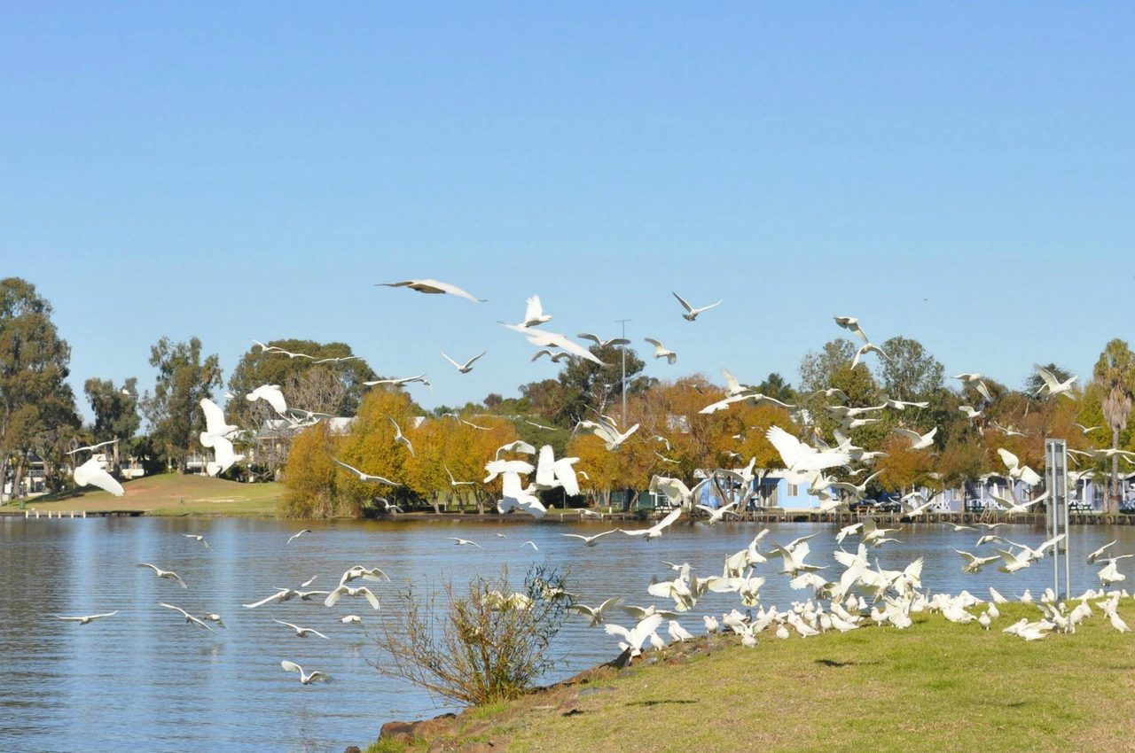 Birdlife at Lake Mulwala