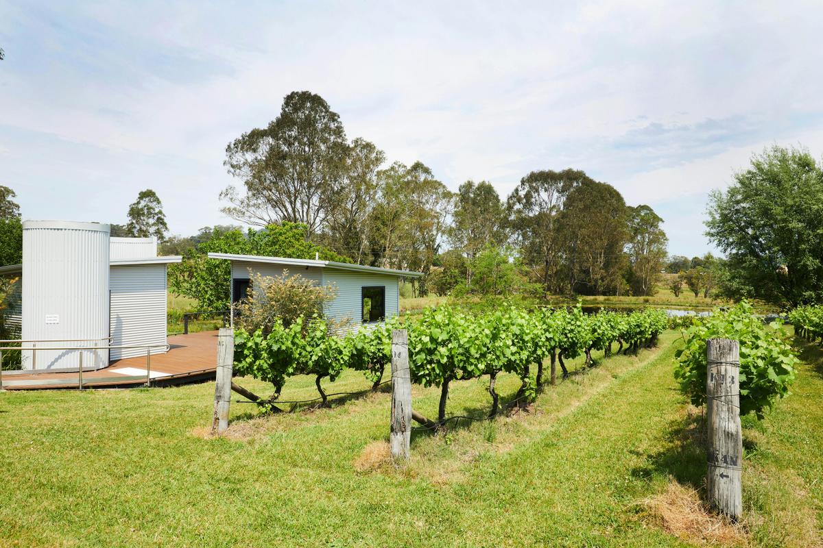 Rows of Verdelho vines with the Cellar Door & trees in the backgroundn full green growth