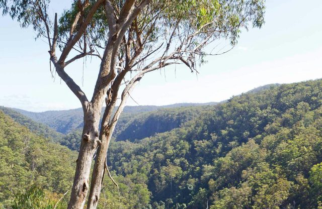 Lyrebird Falls Walking Track