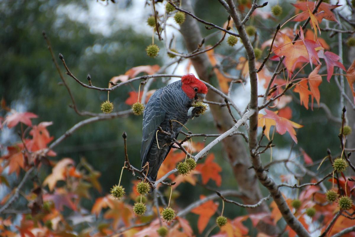 Gang Gang Cockatoo in tree at Mt Schoenstatt