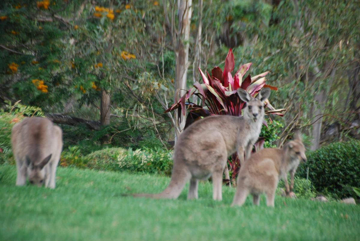 Kangaroos at Mt Schoenstatt Shrine