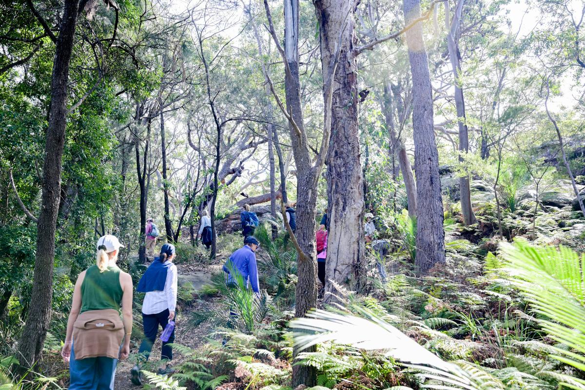 Hiking in Bouddi