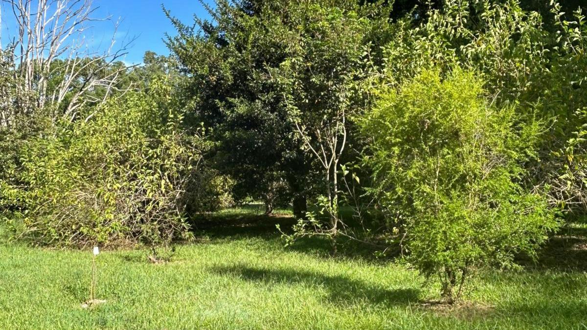 Orchard Fields