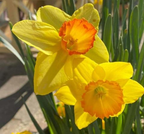 Daffodils at Rydal