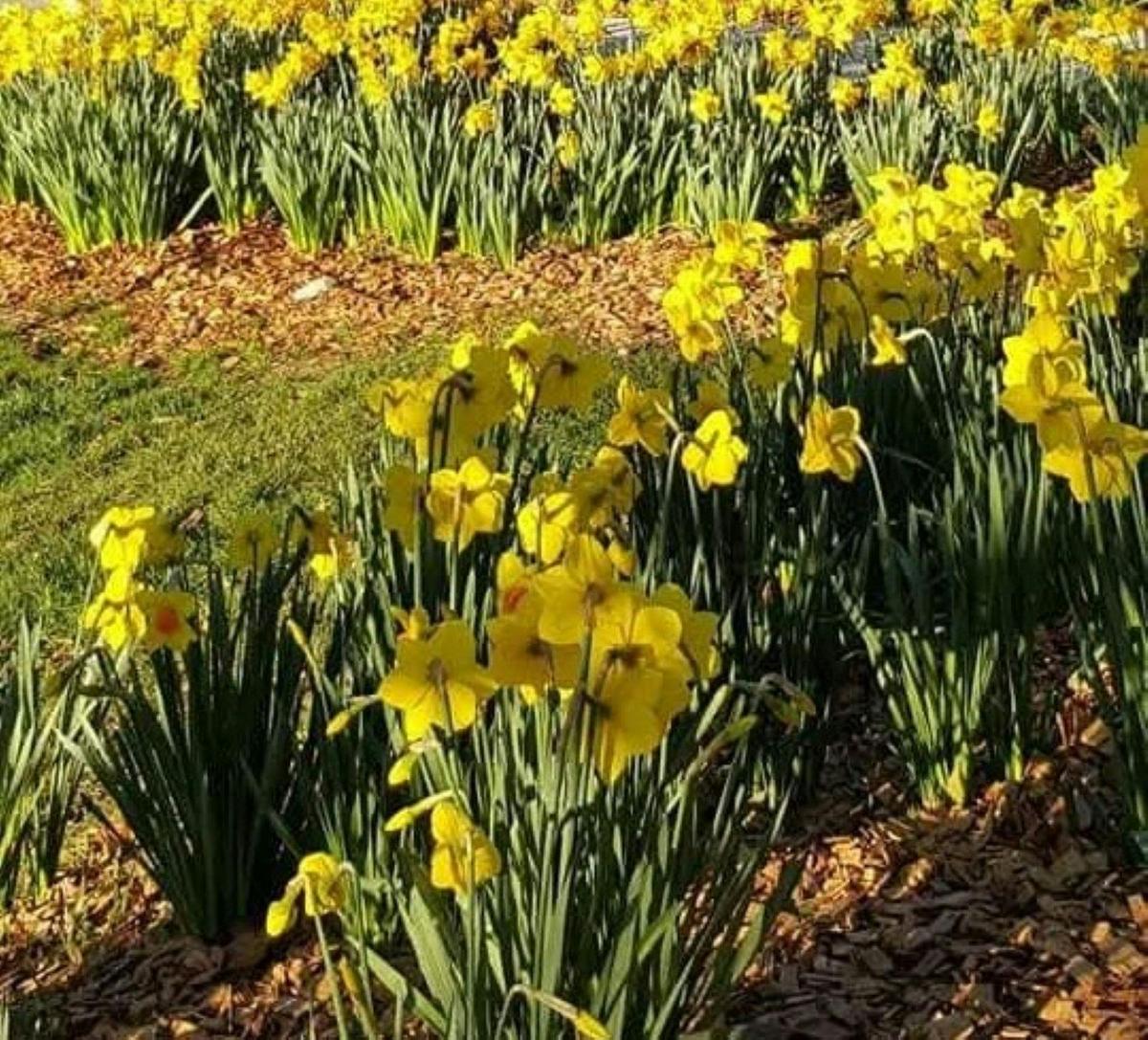 Daffodils at Rydal
