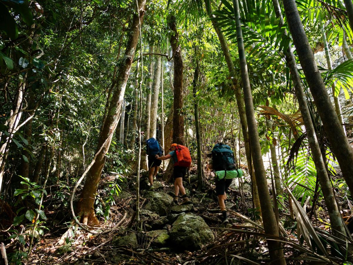 Traversing rainforests on the Ngaro Track