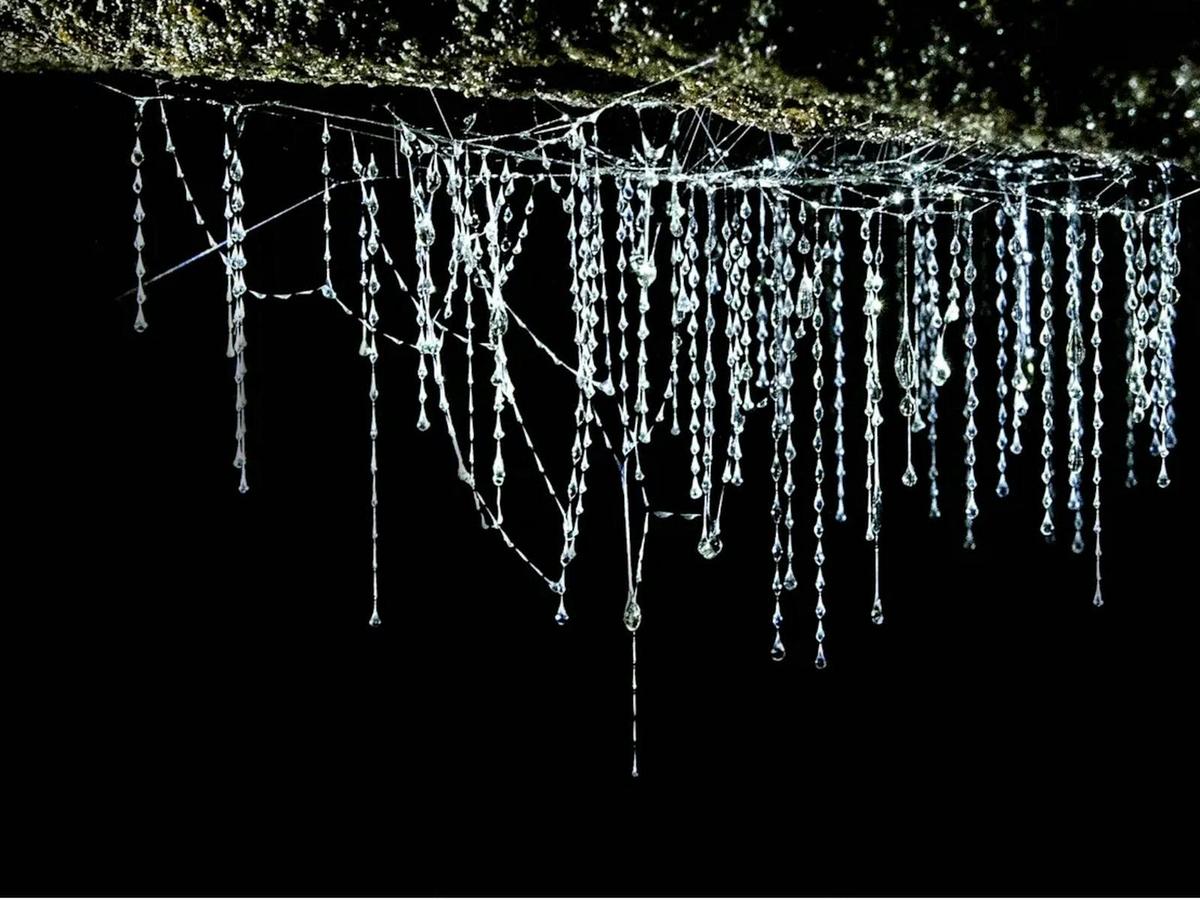 Glowworm snares