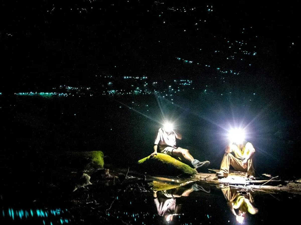 Glowworms guided tours