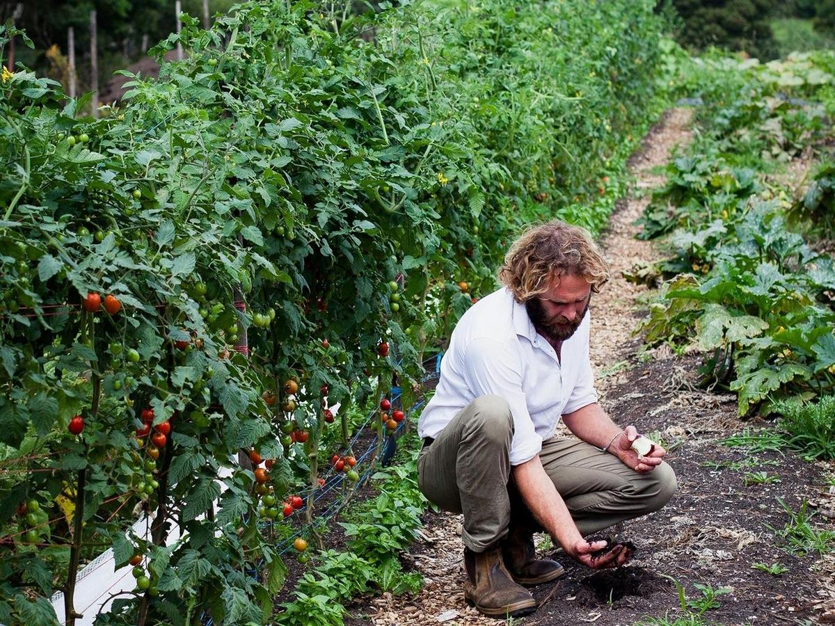 Aaron from Harvest Farms