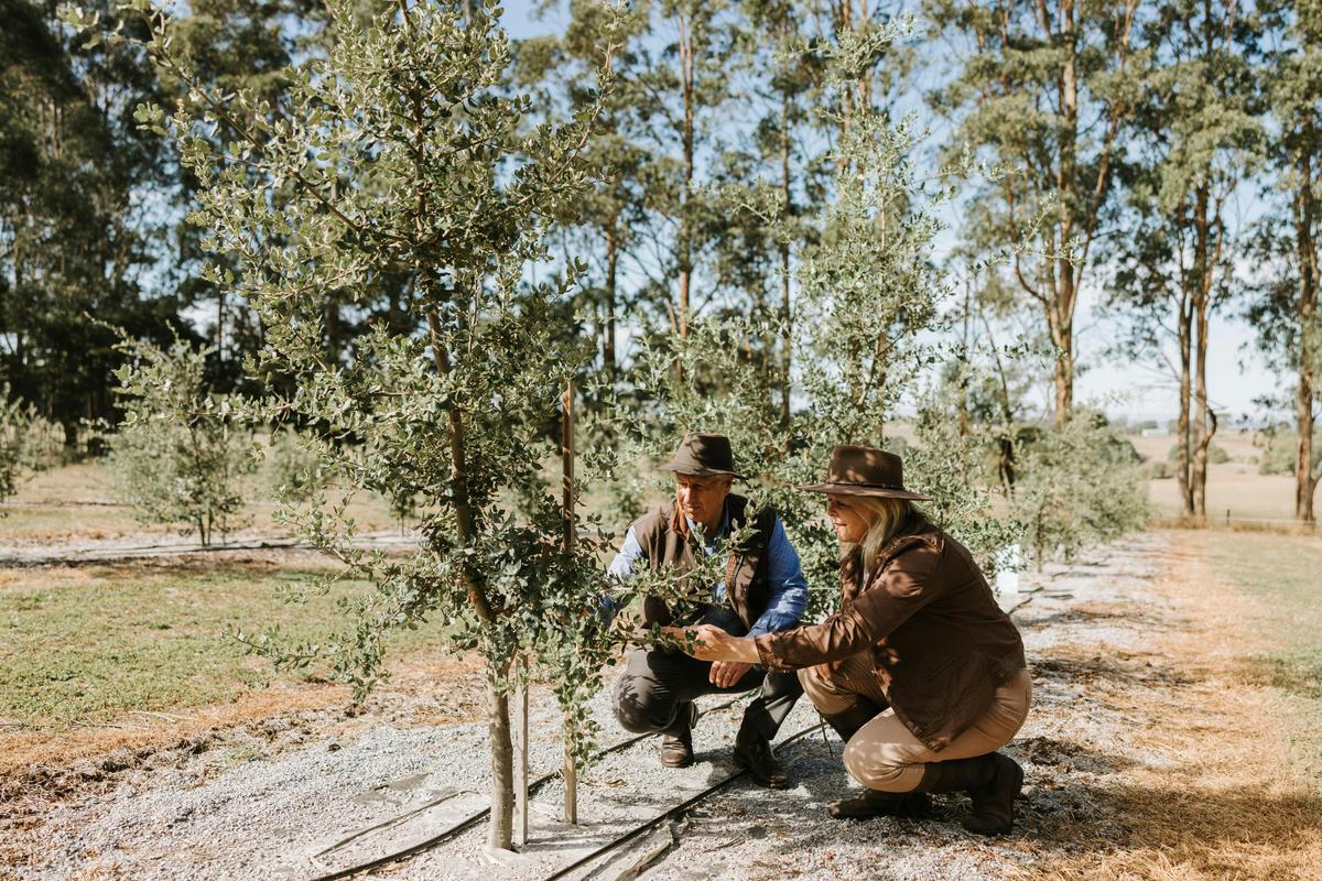 In the truffiere, checking the trees