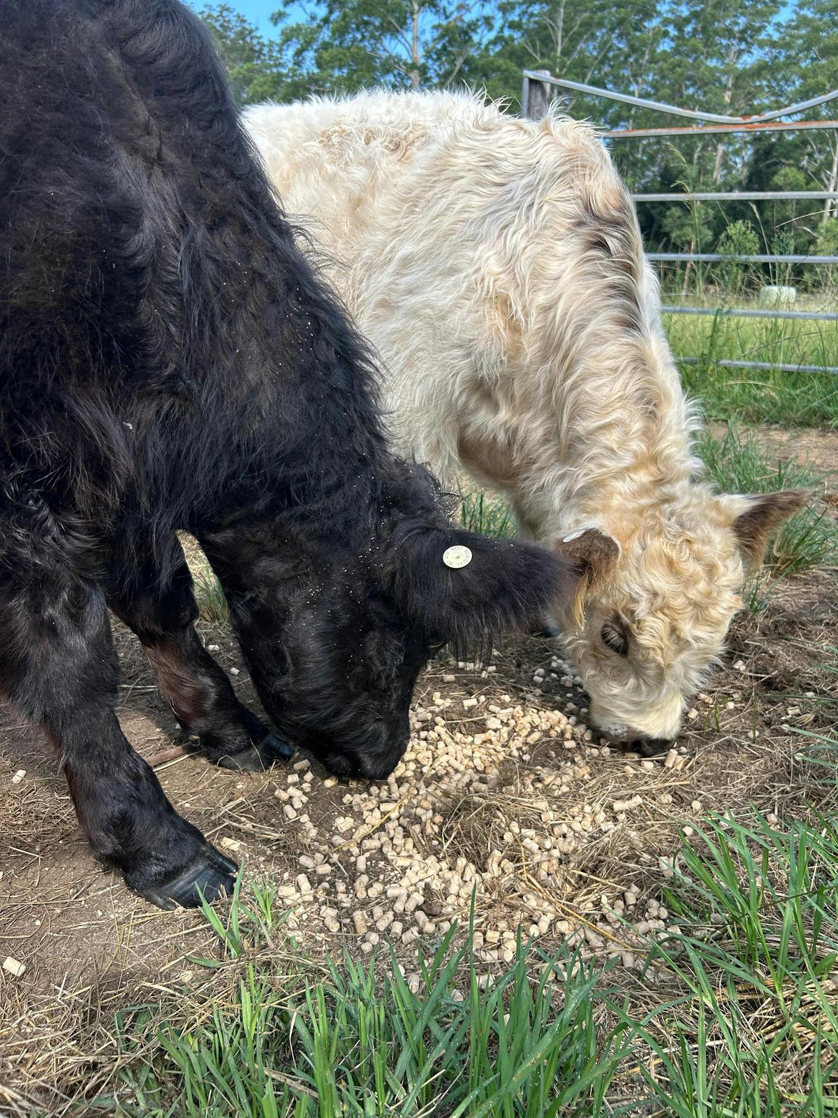 The coos enjoying a meal