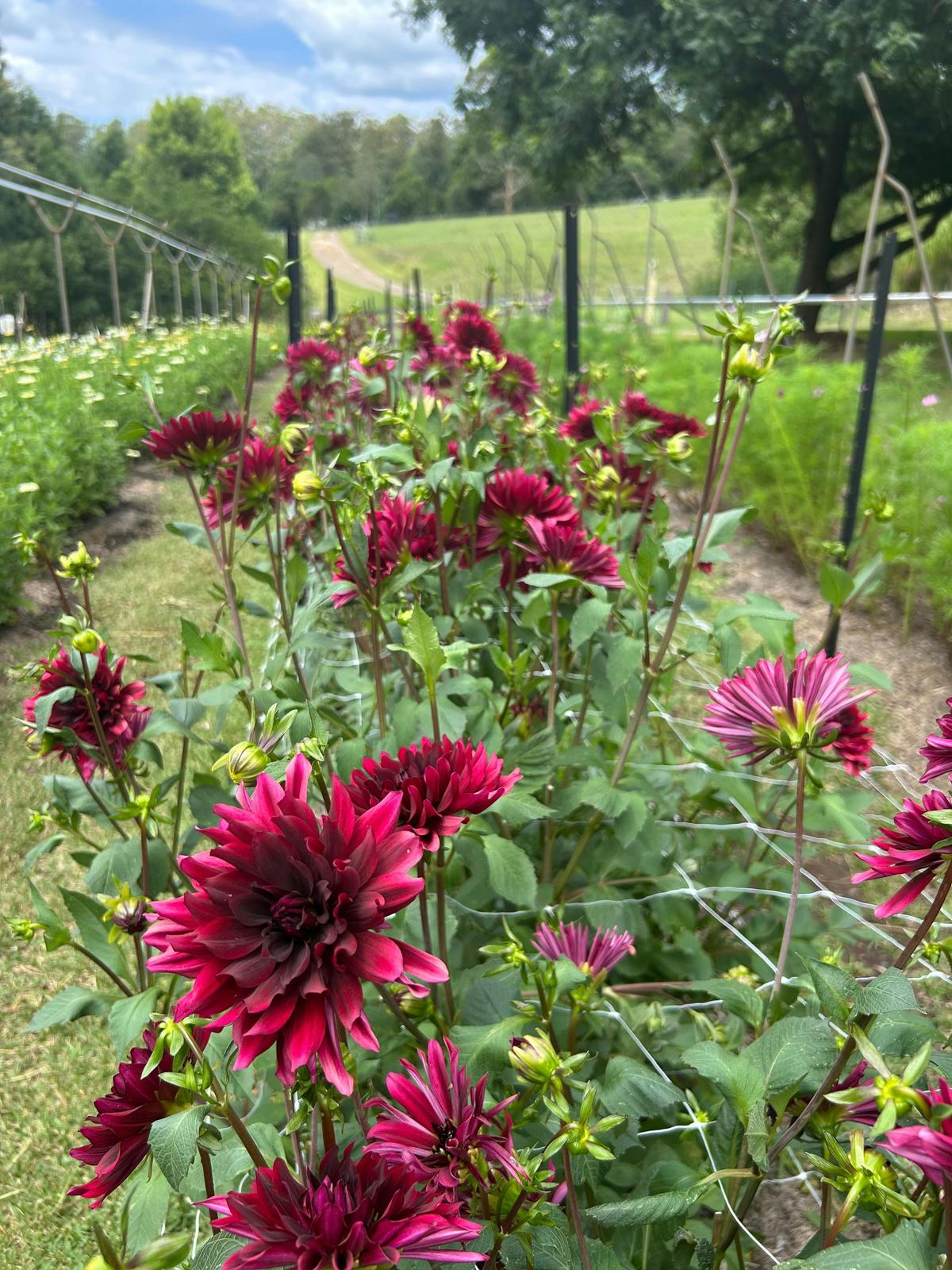 Dahlias as far as the eye can aee