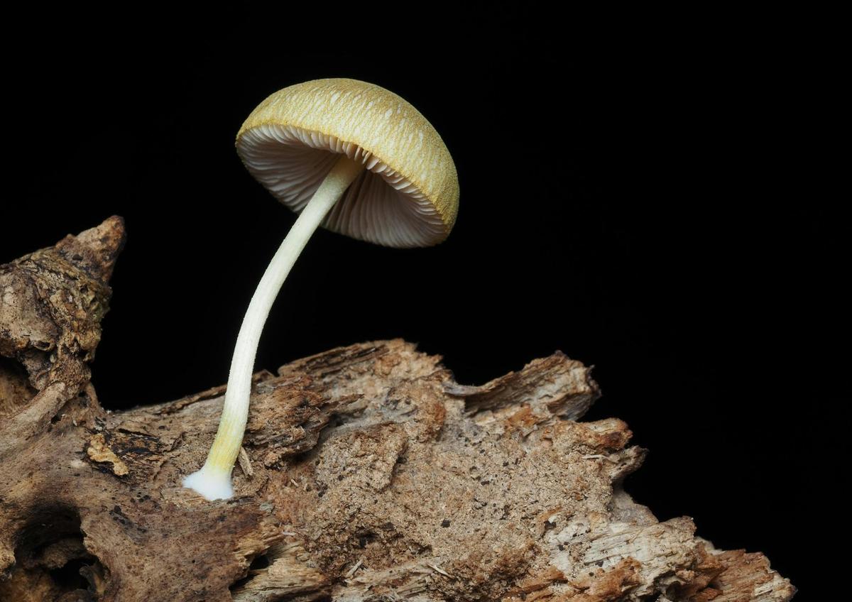 Small brown fungi on log in Narooma rainforest