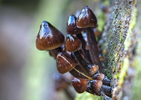 iNaturalist fungi workshop - Fungi Feastival