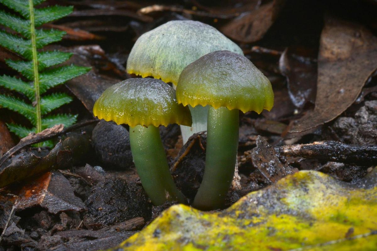 Green fungi in forest at Bermagui