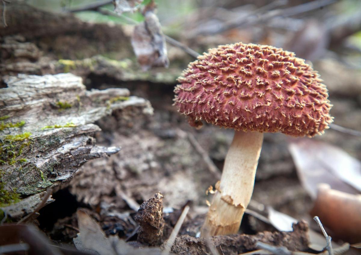 Red fungi at Corunna lake