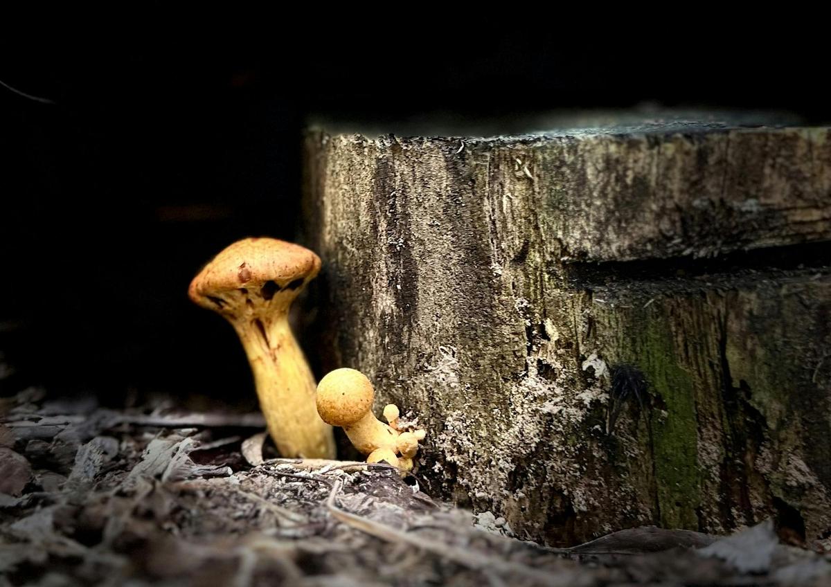 Fungi at Eurobodalla Botanic Gardens - Youth highly commended photo