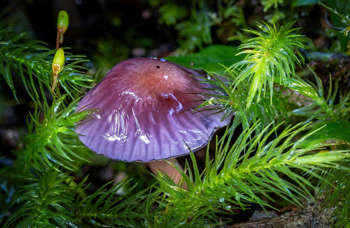 Purple fungi at Kianga rainforest walk