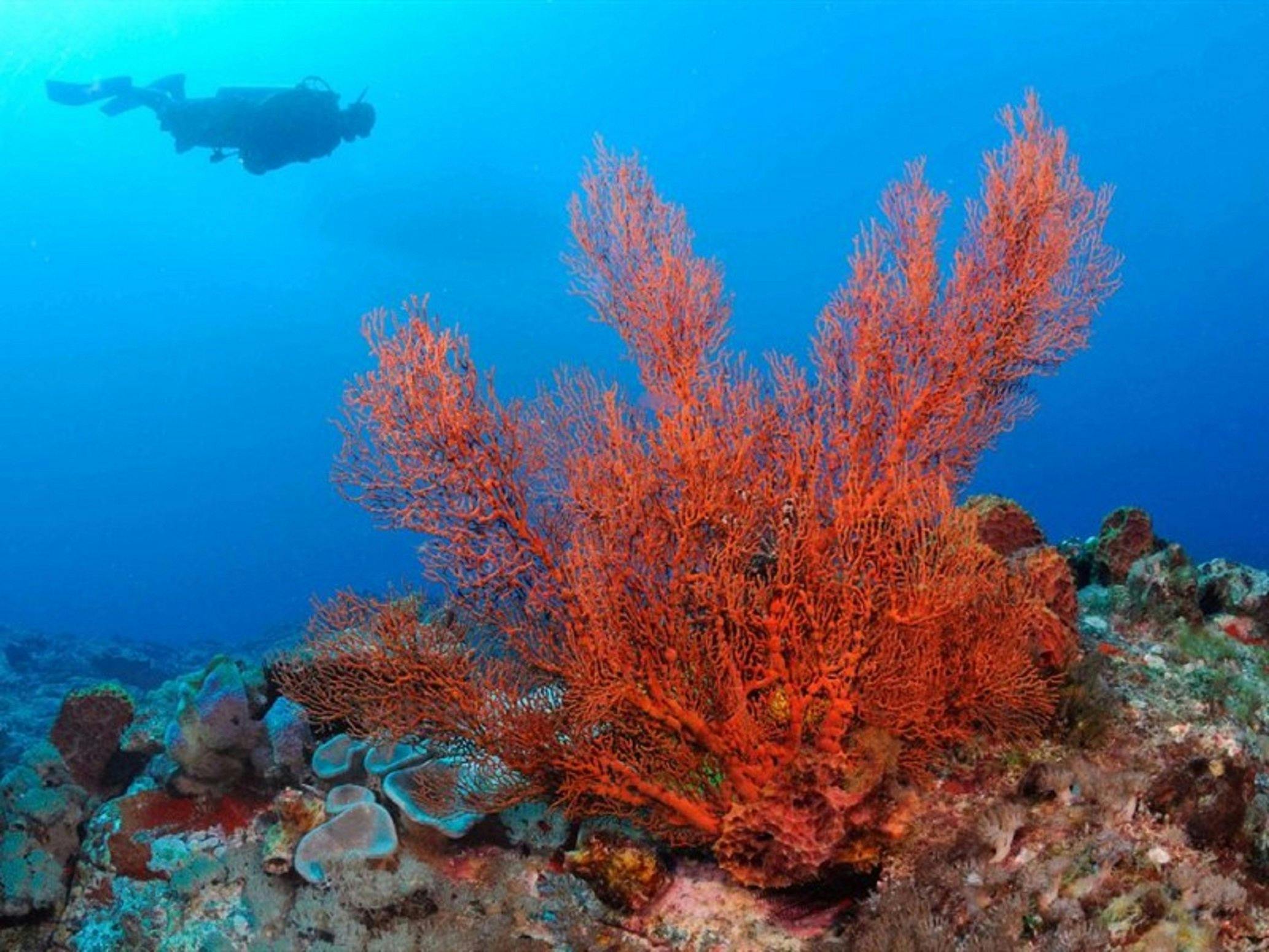 Lord Howe Island Marine Park