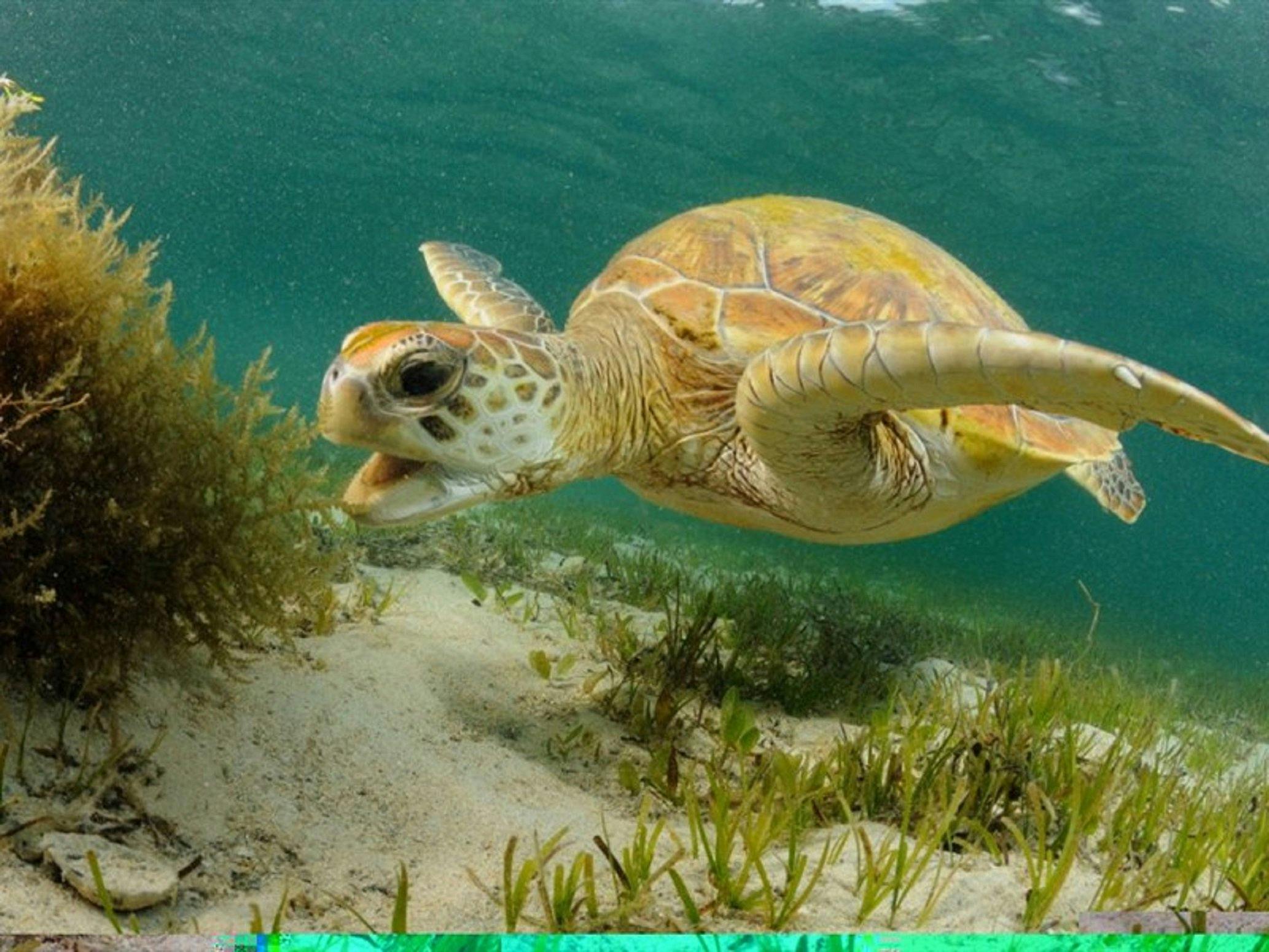 Lord Howe Island Marine Park