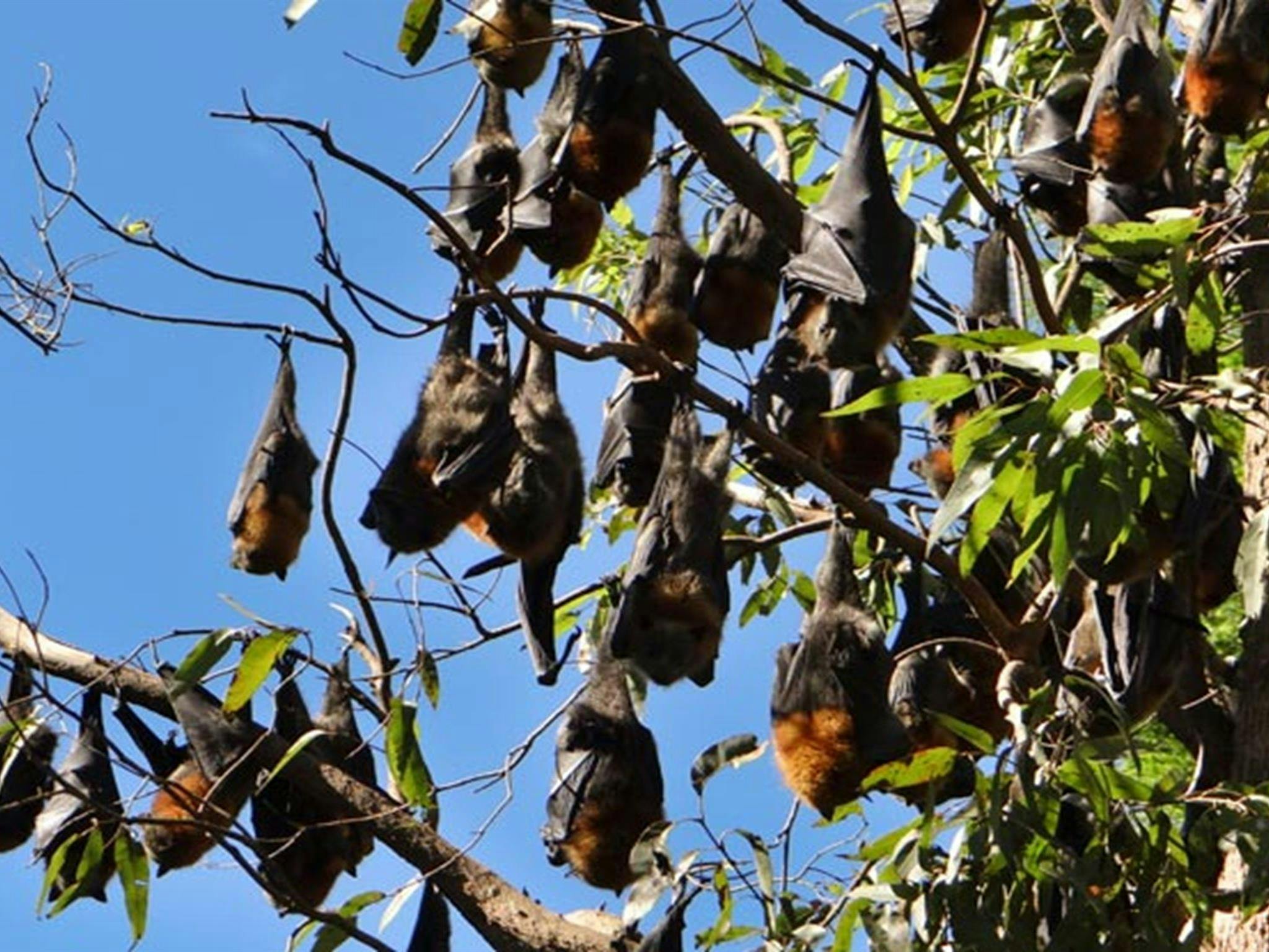 Moore Park Nature Reserve. Photo: Stephen King/NSW Government