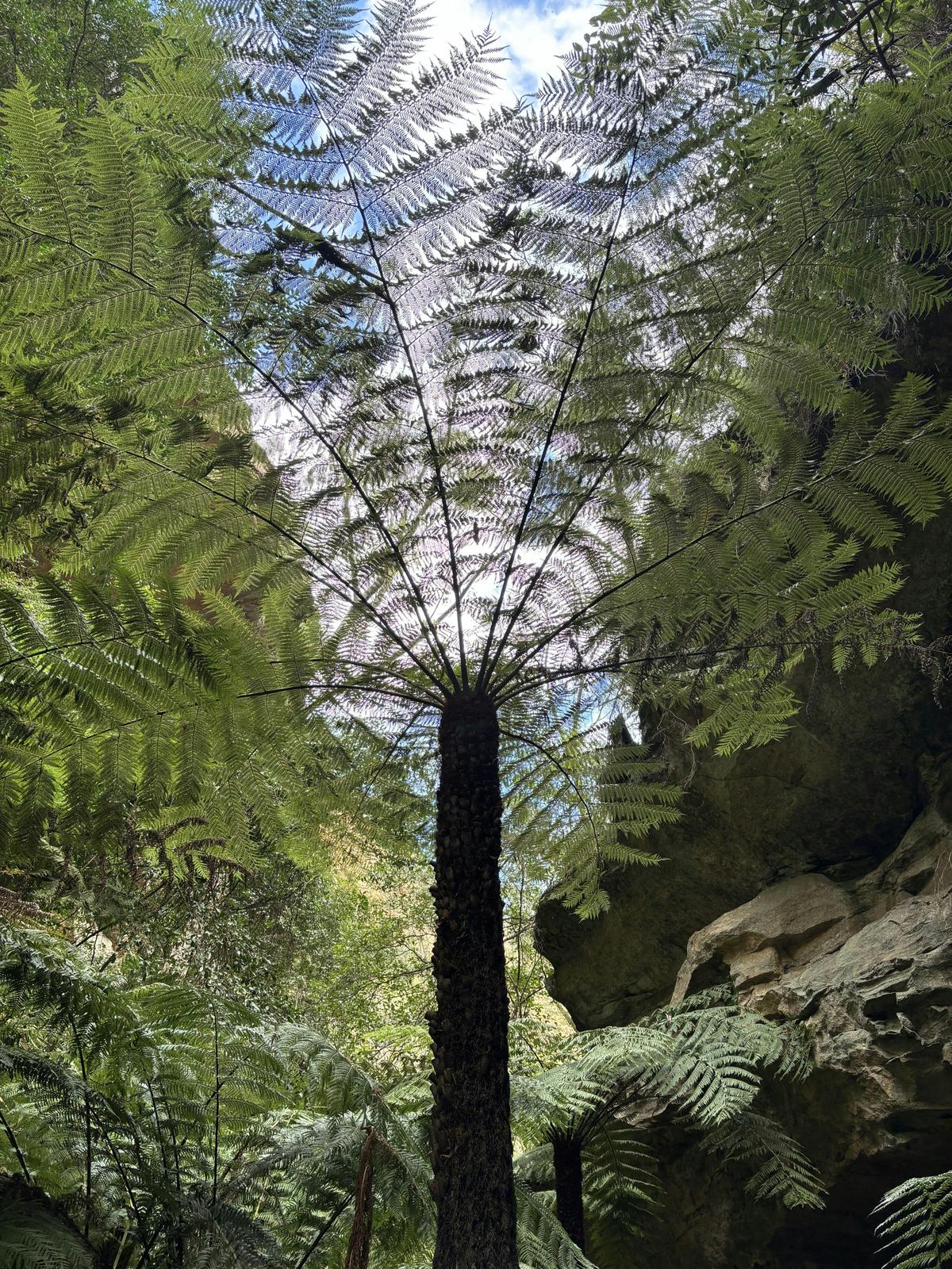 The Historic Newnes Railway and Glowworm Tunnel