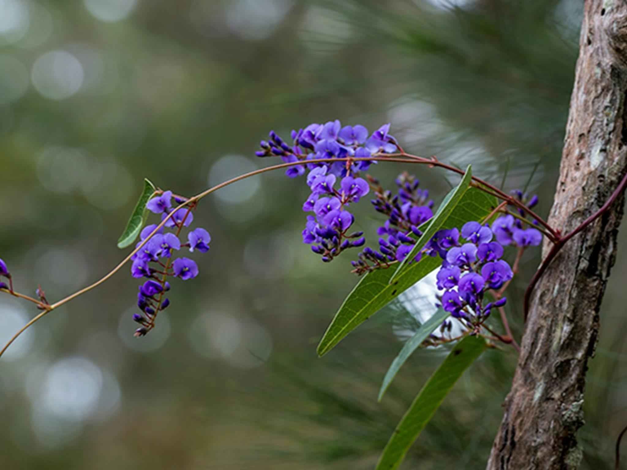 Mann River Nature Reserve. Photo: John Spencer &copy; DPIE