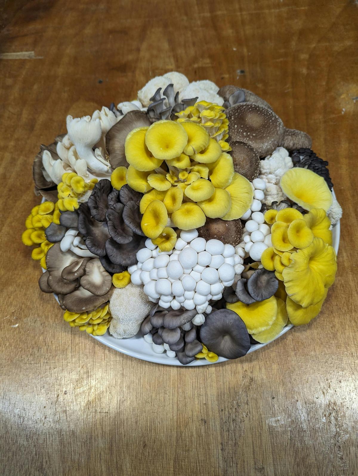 Gourmet mushrooms for cooking