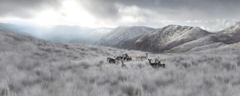Kosciuszko Wild Venison