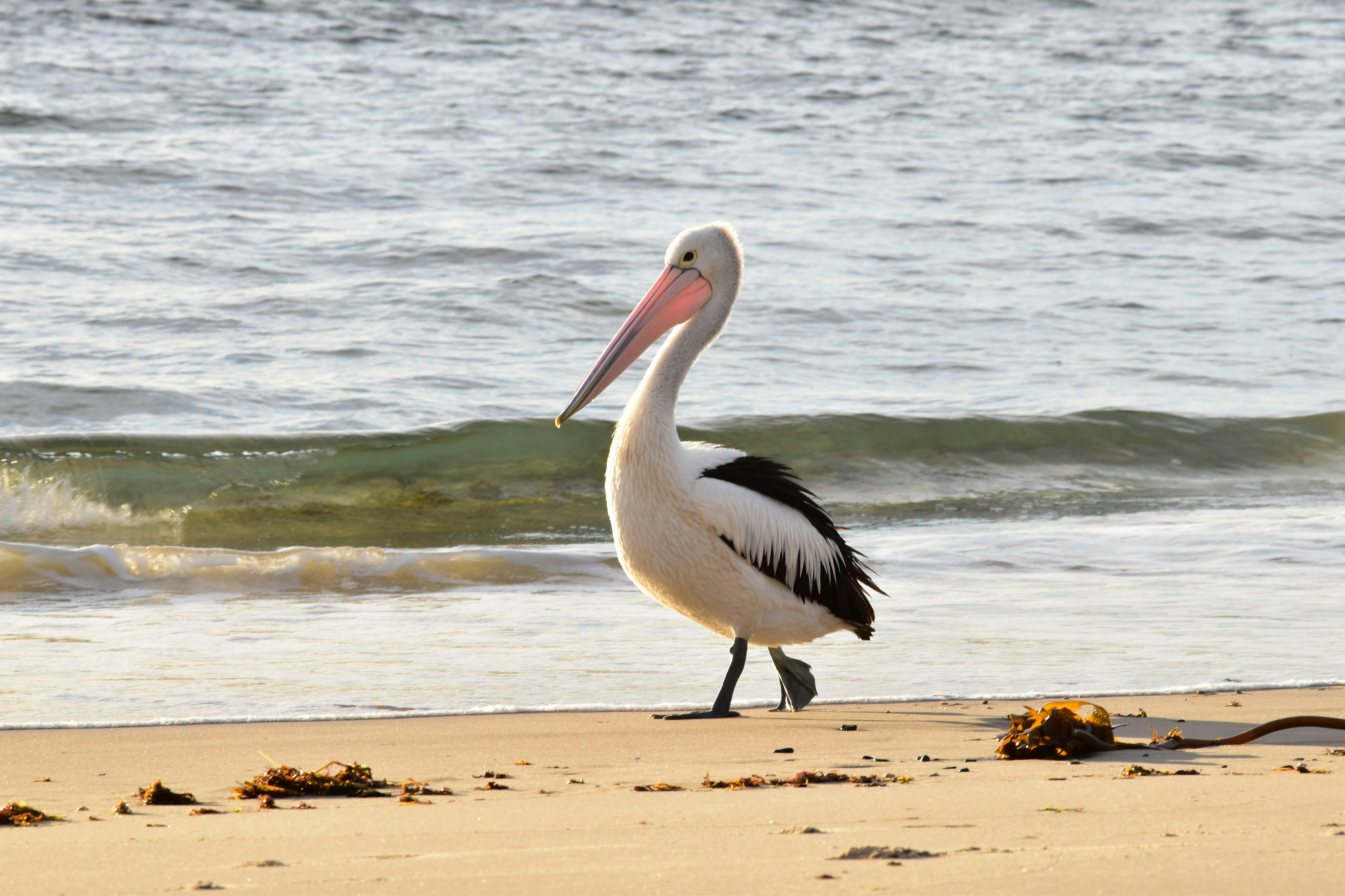 Boat Channel Pelican