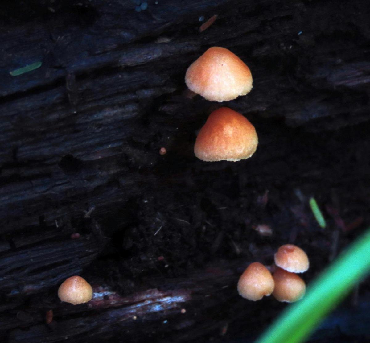Fungi