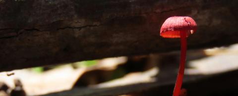 Indigenous Narrative of Fungi: A Kayak Journey - Fungi Feastival