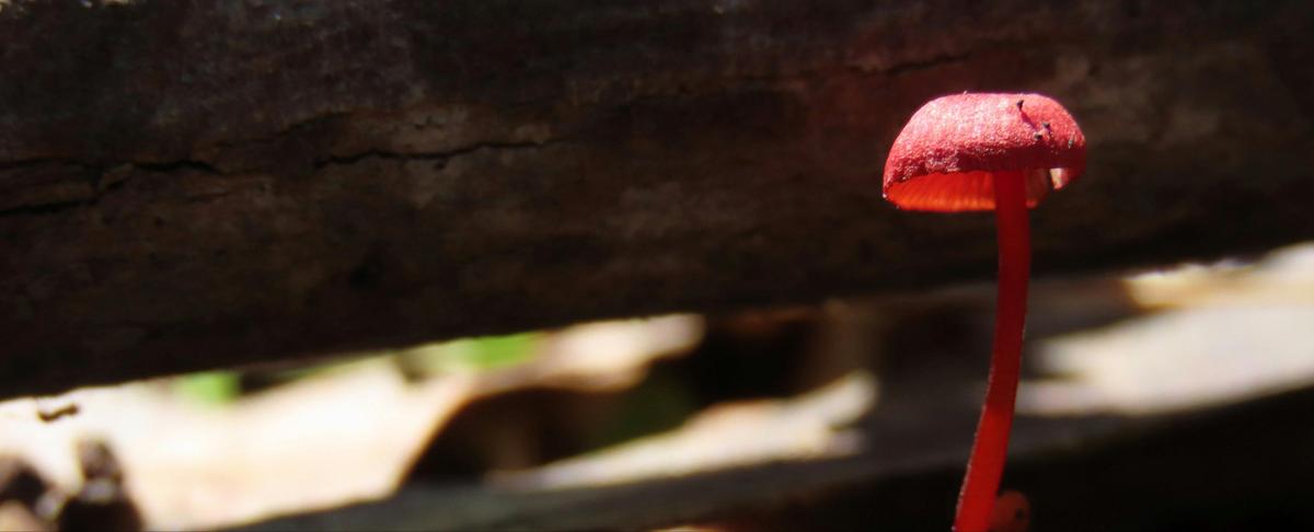 Fungi